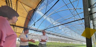 Destaca el crecimiento del sector del almendro en Extremadura