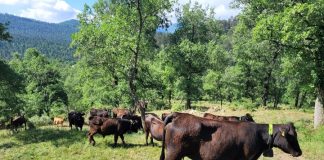 Un nuevo sistema de vallado virtual ayuda a desarrollar la ganadería extensiva ganadería vacuno