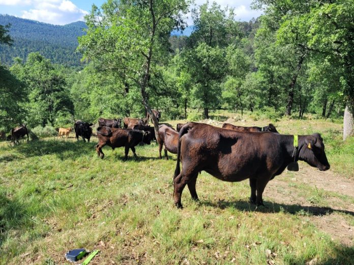 Vacas collar dipu barcelona ganadería vacuno