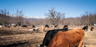 El Gobierno abordará con comunidades autónomas, organizaciones agrarias y sector ganadero el control de las enfermedades animales ganadería vacuno