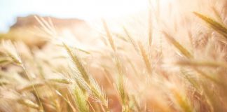 Las altas temperaturas provocan la pérdida de alrededor del 20% en la cosecha de cereales cereal