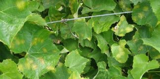 Piden máxima vigilancia ante la posible aparición de mildiu en las viñas mildiu