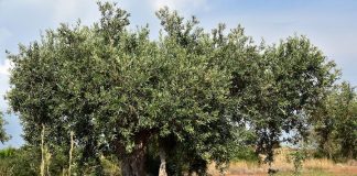 Insta a modificar la dotación presupuestaria y los criterios para acceder a la ayuda acoplada del olivar tradicional