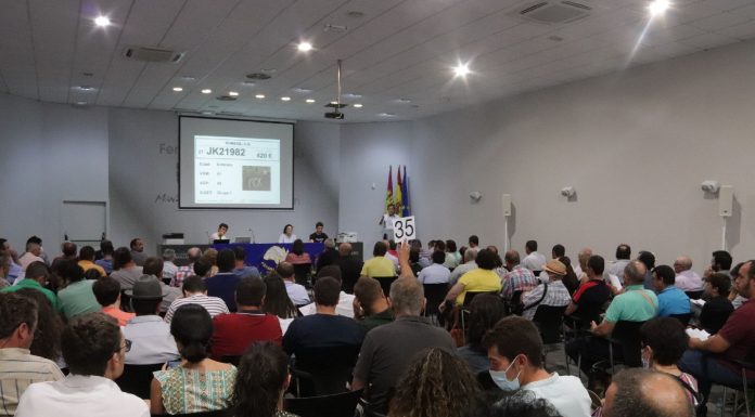 2.780 euros, precio más caro en la subasta de sementales de raza ovina manchega de Fercam Subasta de sementales de raza ovina manchega