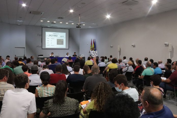 Subasta de sementales de raza ovina manchega