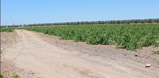Agricultores de Socuéllamos (Ciudad Real) recogen firmas para el arreglo de los caminos rurales