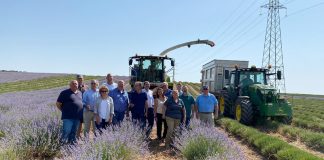 Agricultores americanos se interesan por los cultivos de lavanda en La Alcarria