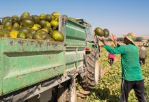 Alertan de los riesgos del calor extremo para los trabajadores del campo melones