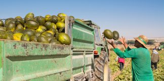 CCOO emplaza a ASAJA Ciudad Real a firmar “de una vez” el Convenio del Campo melones