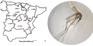 El mosquito de la nieve busca climas más cálidos