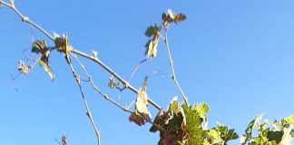 Estima que la cosecha de uva de Castilla-La Mancha estará por debajo de los 20 millones de hectolitros viña