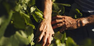 ¿Cómo pueden los descendientes continuar gestionando la explotación agraria manteniendo los ingresos de la PAC? manos campo