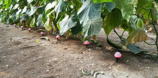 Una empresa española desarrolla un sistema de riego por goteo subterráneo que ahorra hasta el 70% de agua en plantaciones agrícolas