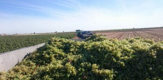 Exige sancionar la compra-venta de vino a granel sin contrato uva La Rioja