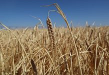 Cebada al alza y foco mundial de los cereales en el acuerdo EE.UU.-China cebada