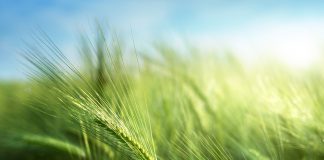 Suben los precios de los cereales después de dos meses cebada maltera