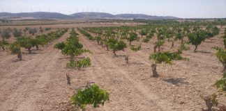 Denuncian que una plaga de conejos asola los campos de Castilla-La Mancha plaga de conejos
