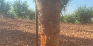 Vuelven a denunciar importantes daños por conejos en los cultivos