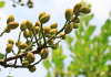 Estiman una cosecha nacional de pistacho de récord pistachero