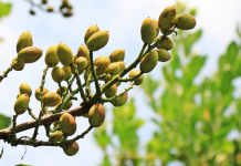 Estiman una cosecha nacional de pistacho de récord pistachero