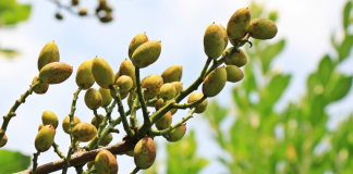 Importante grupo pistachero de Castilla-La Mancha sigue creciendo pistachero