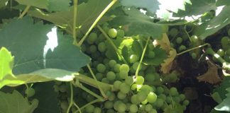 Detectan que las cosechas de uva y aceituna podrían ser inferiores a las pasadas