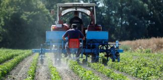 El consumo de fertilizantes aumenta el 5 por ciento en 2023 fertilizantes