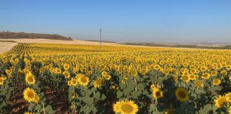Advierten que la ayuda agroambiental para el girasol dejará fuera a miles de hectáreas girasol