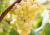 Una gran bodega catalana incrementará la compra de uva a los viticultores UVA