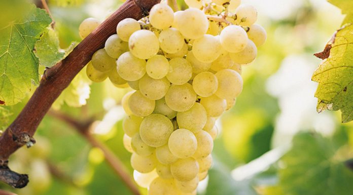 Una gran bodega catalana incrementará la compra de uva a los viticultores UVA