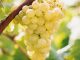 Una gran bodega catalana incrementará la compra de uva a los viticultores UVA