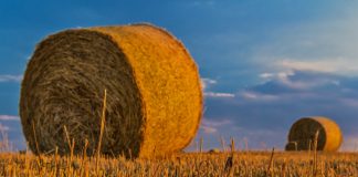 Ministerio de Agricultura trabaja en la modificación de la condicionalidad reforzada de la PAC cereales