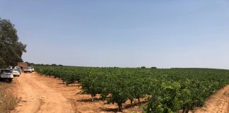 La Confederación Hidrográfica del Júcar lleva a cabo una redada para la detección de cultivos con riegos ilegales redada riegos ilegales