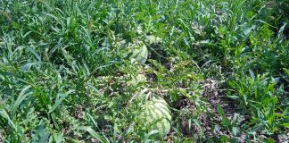 Cooperativas Agro-alimentarias Castilla-La Mancha recomienda mantener la producción de melón y sandía en el campo sandías