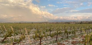 El pedrisco causa daños de gravedad en 6.000 hectáreas de cultivos de Utiel-Requena tormenta