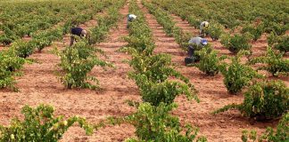 Patronal y sindicatos negociarán el convenio estatal del campo vendimia