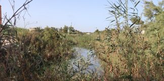 Agricultores reclaman actuaciones urgentes en el cauce del Segura ante el riesgo de una DANA Cauce del Segura