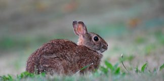 Plaga de conejos “sin precedentes” en Cataluña, que afecta a amplias zonas agrícolas conejo
