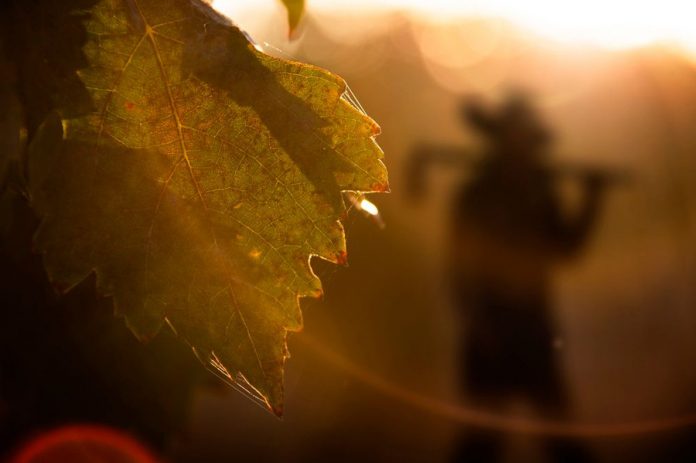 DO La Mancha, paradigma de vinos ecológicos