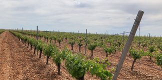 Ponen precio mínimo al valor de la uva de la Denominación de Origen Rueda DO RUEDA