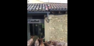 Vídeo. Los toros de un encierro se encierran en un cajero automático