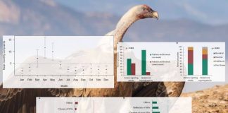 Analizan el complejo conflicto de los supuestos “ataques” de buitres a ganado