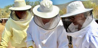 La apicultura de Castilla-La Mancha sufre la peor campaña de los últimos veinte años apicultura abejas miel