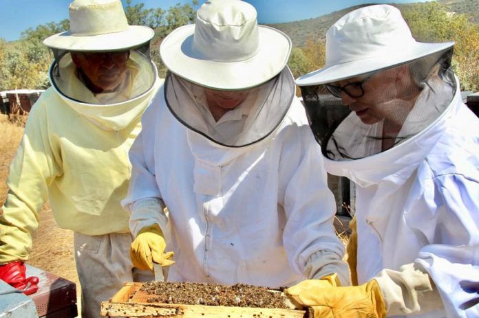 apicultura abejas miel