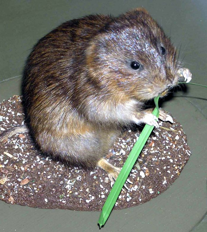 rata topo