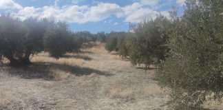 Estima en más de 1.000 millones de las pérdidas en la próxima campaña de aceite de oliva en solo una provincia sequía