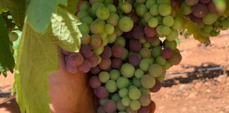 Los viticultores, a la espera de conocer los precios de la uva en Castilla-La Mancha uvas