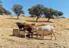 ASAJA reclama el cierre inmediato de las importaciones de carne de Brasil vacas
