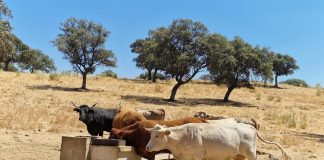 Demanda que se utilicen los fondos europeos para invertir en infraestructuras de regadío vacas