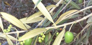 Publicada la primera estimación oficial de la producción de aceite de oliva de esta campaña aceitunas sequía